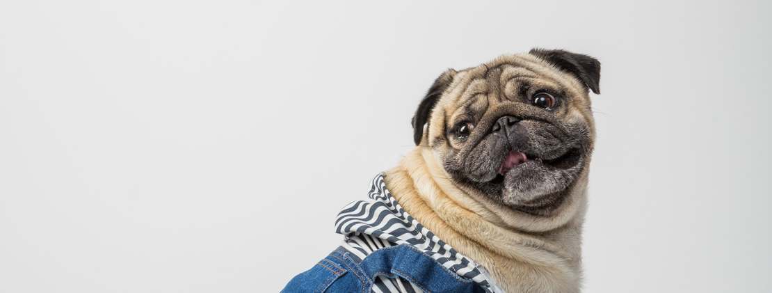 pallypets