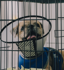 pallypets