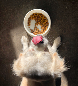 pallypets
