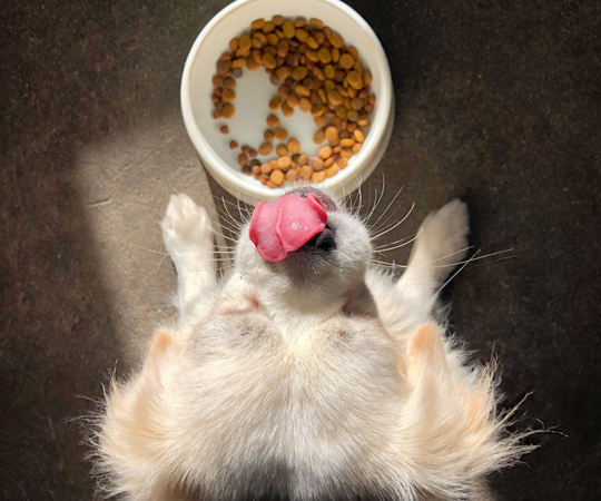 pallypets